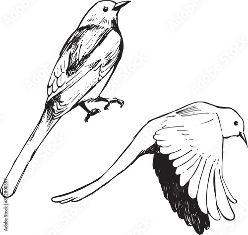 Magpie birds ink drawings set. Nature wildlife sketches in black and white. Birdwatching vector line drawings. Isolated on white. 
