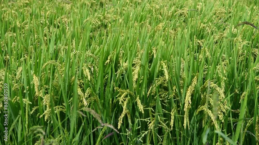 Ripe rice swaying in the wind close-up Ripe rice swaying in the wind close-up