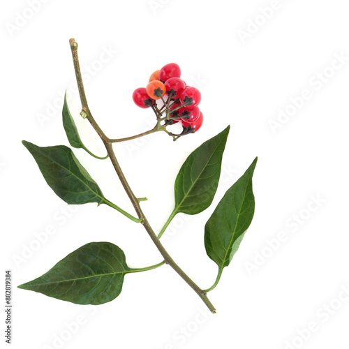 Deadly nightshade poisonous plant with red berries on white. Toxic  flora used in alternative herbal medicine under professional care. Atropa belladonna. photo