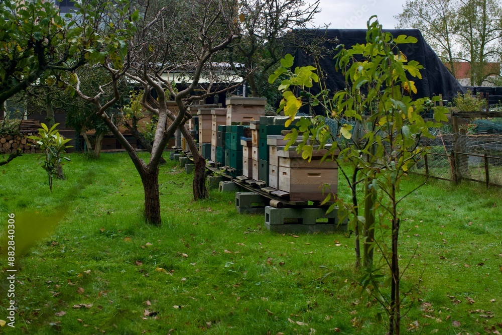 Serene backyard garden with several beehives among fruit trees on a cloudy day.