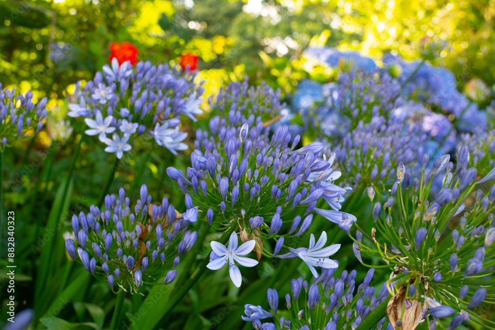 Obraz premium Magnifiques fleurs d'Agapanthes bleues dans un jardin - Bretagne France