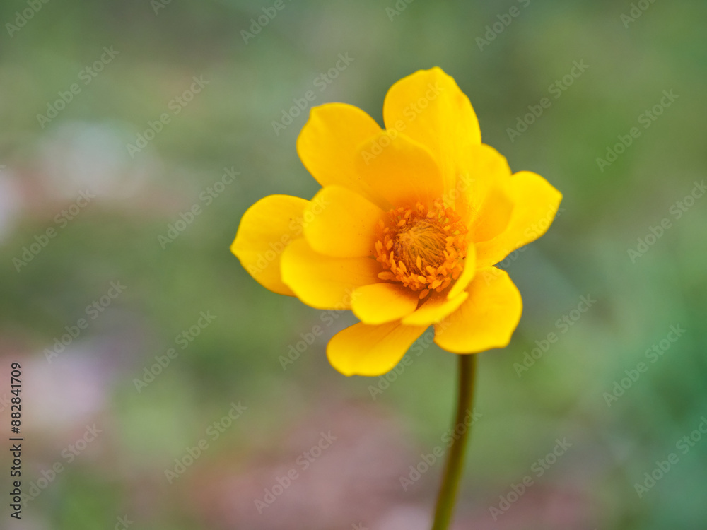 Anemone is a genus of plants commonly called anemones, of the family Ranunculaceae. Anemone is a genus of plants commonly called anemones, of the family Ranunculaceae.