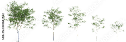 3d illustration of set Green Honey Locust tree isolated on transparent background photo