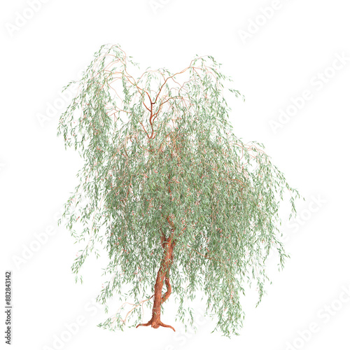 3d illustration of Eucalyptus caesia tree isolated on transparent background photo