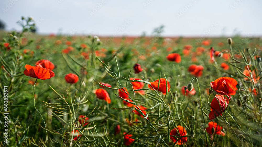 Fototapeta premium poppy chamomile cornflower fields