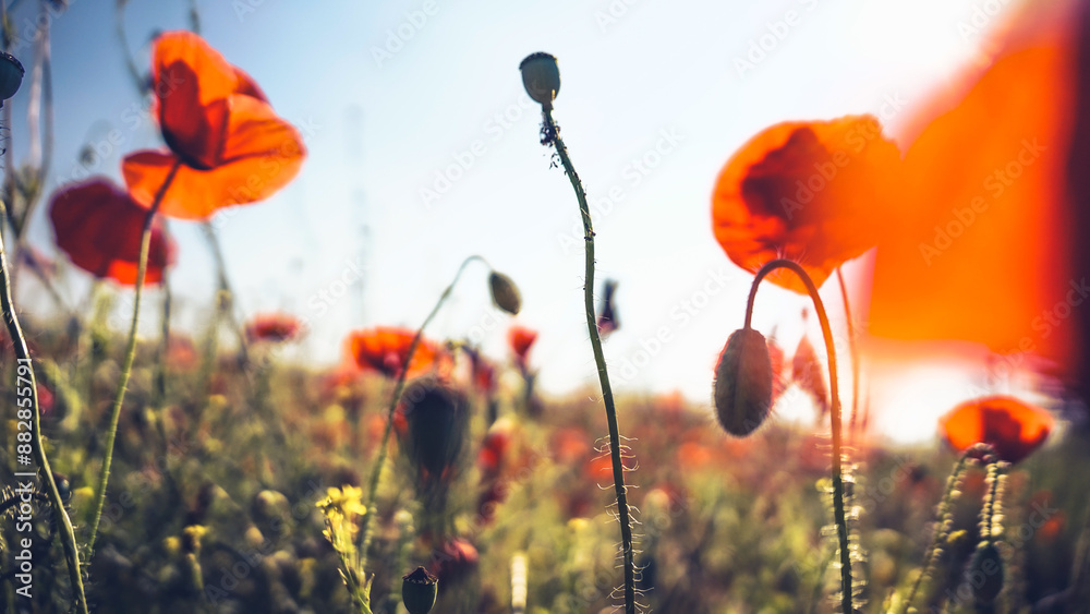 Obraz premium poppy chamomile cornflower fields