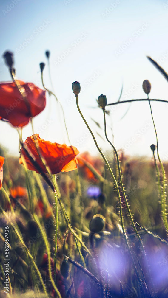 Obraz premium poppy chamomile cornflower fields