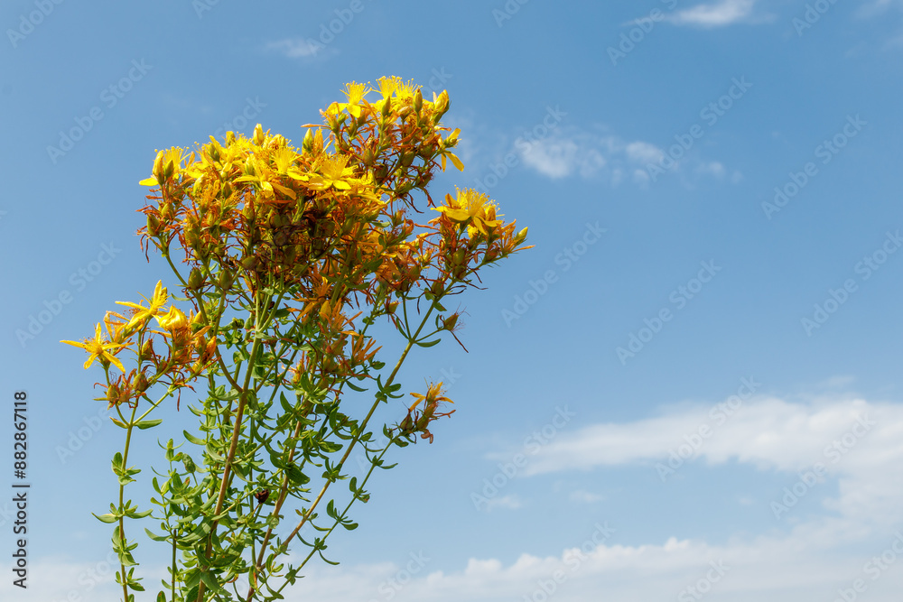 Fresh St. John's wort or St. John's wort flowers collected at the end of summer against a blue sky, close-up Fresh St. John's wort or St. John's wort flowers collected at the end of summer against a blue sky, close-up