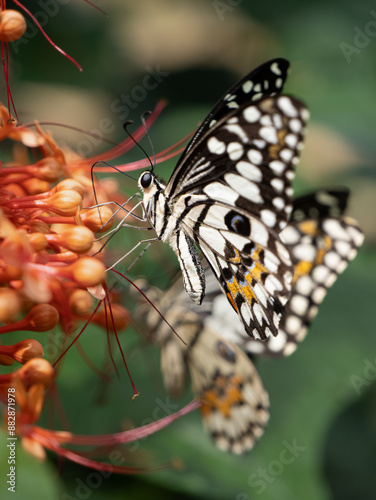 Photo of lime butterfly eating pollen of pagoda flower , orange flowering plant.