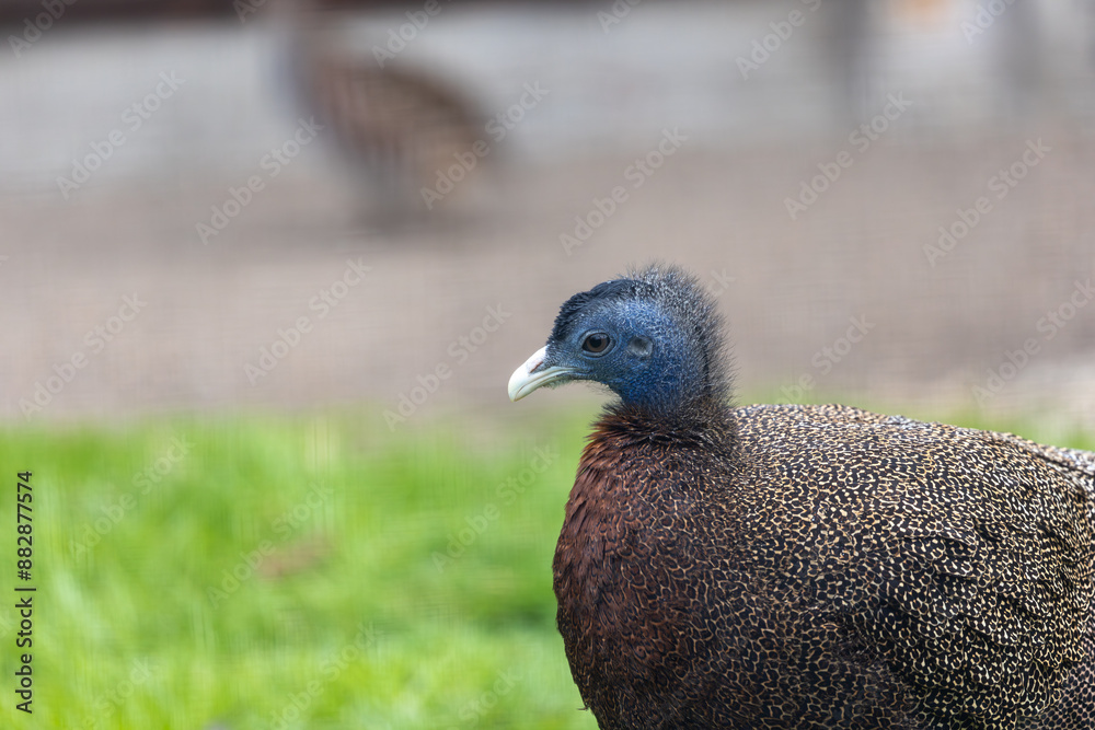 Fototapeta premium Great Argus (Argusianus argus) - Commonly Found in Southeast Asia