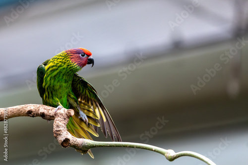 Goldie's Lorikeet (Psitteuteles goldiei) - Commonly Found in New Guinea photo