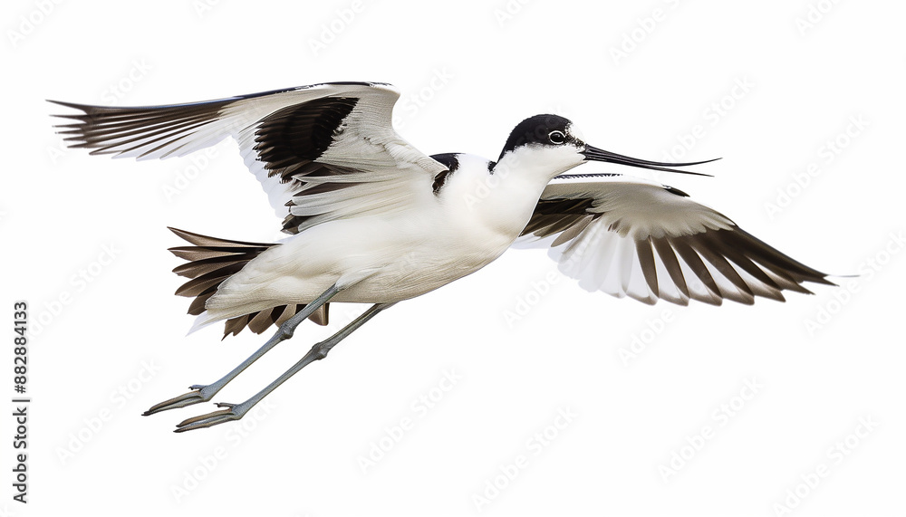 Obraz premium Avocet PNG image
