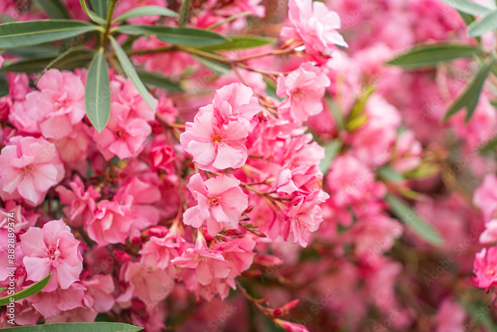 Beautiful pink oleander flowers in the park. Spring flowering in the arboretum, greenhouses. Beautiful pink oleander flowers in the park. Spring flowering in the arboretum, greenhouses.