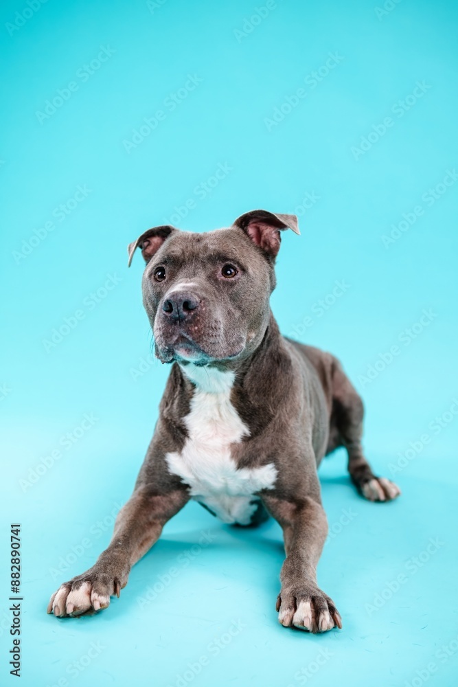 Cute American Pitbull dog looking attentive on blue background Cute American Pitbull dog looking attentive on blue background