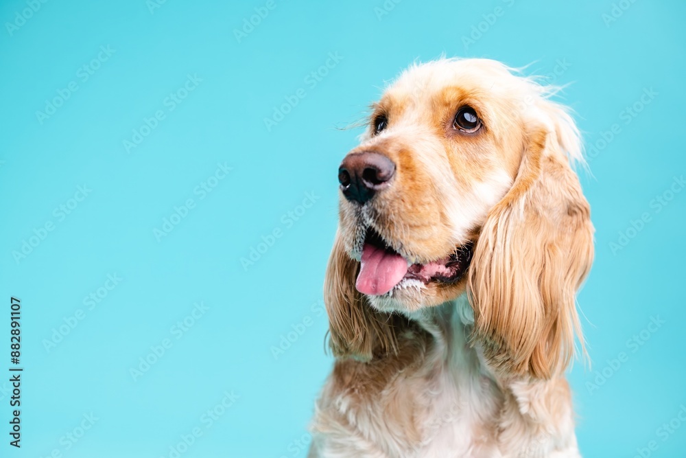 Cute Cocker Spaniel dog looking away in blue studio Cute Cocker Spaniel dog looking away in blue studio