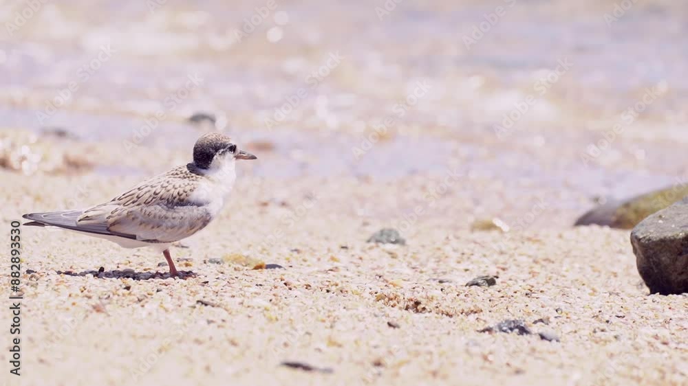 浜辺で波に戸惑うコアジサシの幼鳥 浜辺で波に戸惑うコアジサシの幼鳥