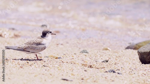 浜辺で波に戸惑うコアジサシの幼鳥