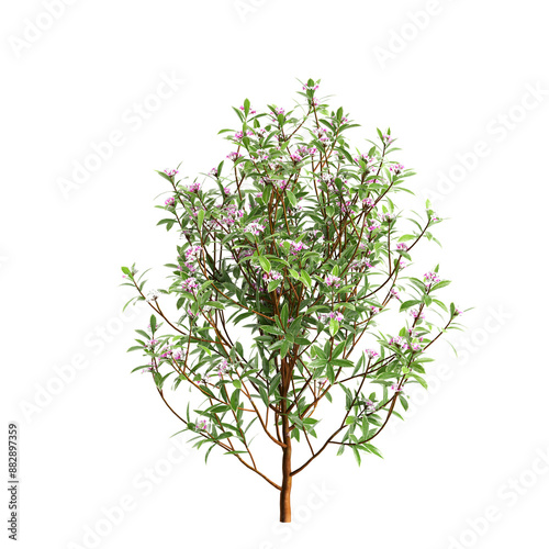 3d illustration of Daphne Odora tree isolated on transparent background photo