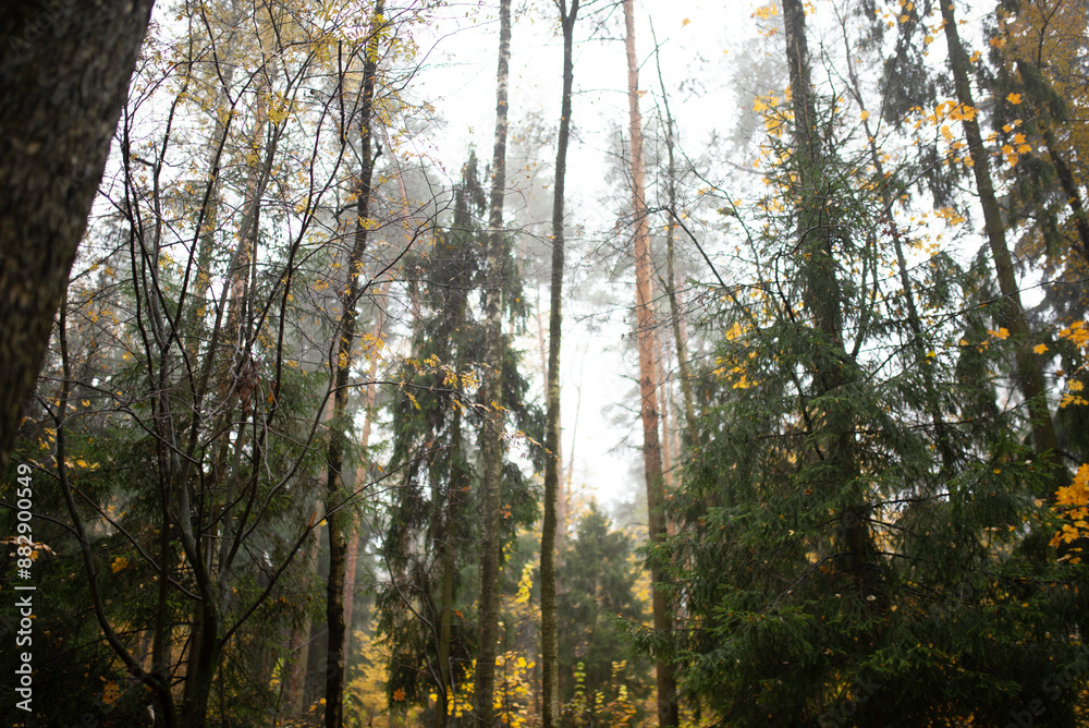 Fototapeta premium Autumn landscape with fir trees and yellow leaves
