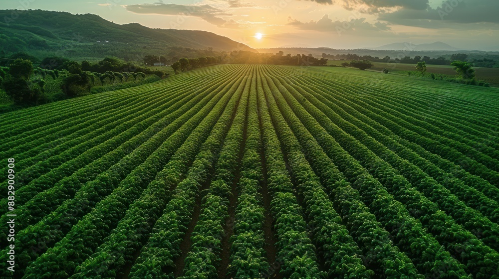 Sunset Over Rows of Crops Sunset Over Rows of Crops