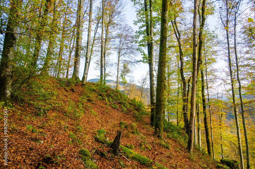 Fall - Autumn in the Bregenz Forrest - Bregenzerwald - State of Vorarlberg, Austria Fall - Autumn in the Bregenz Forrest - Bregenzerwald - State of Vorarlberg, Austria