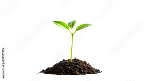 A young plant growing from soil on a white background