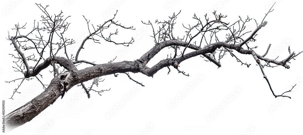 Fototapeta premium Dead Tree Branches with Cracked Bark Isolated on White Background, Dry Branches, Old Tree Bark Texture, Weathered Wood, Natural Elements, Tree Skeleton, Botanical Illustration