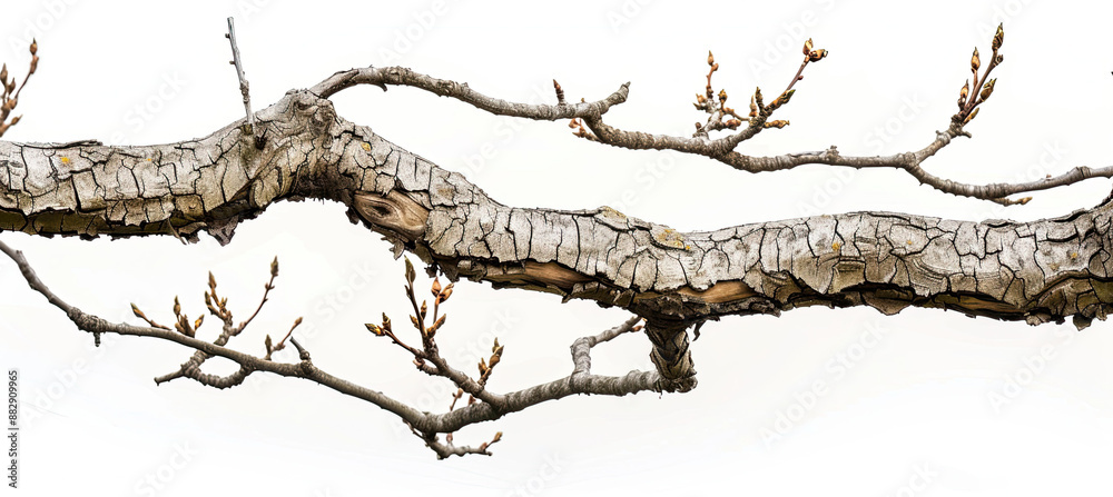 Fototapeta premium Dead Tree Branches with Cracked Bark Isolated on White Background, Dry Branches, Old Tree Bark Texture, Weathered Wood, Natural Elements, Tree Skeleton, Botanical Illustration