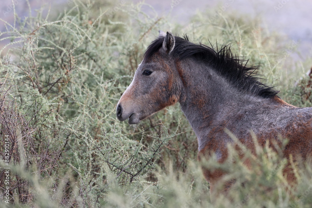 Fototapeta premium Horse head