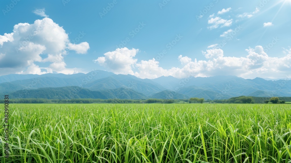 A field of grass with a clear blue sky in the background