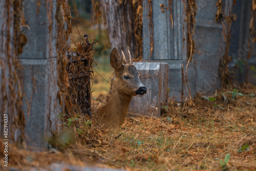 Photography deer on a cemetery
