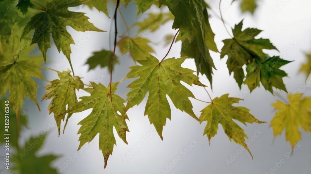 Isolated green maple leaf as a spring, summer, and autumn icon on a white background Isolated green maple leaf as a spring, summer, and autumn icon on a white background