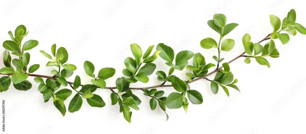 Green Branch with Lush Leaves Isolated on White Green Branch with Lush Leaves Isolated on White