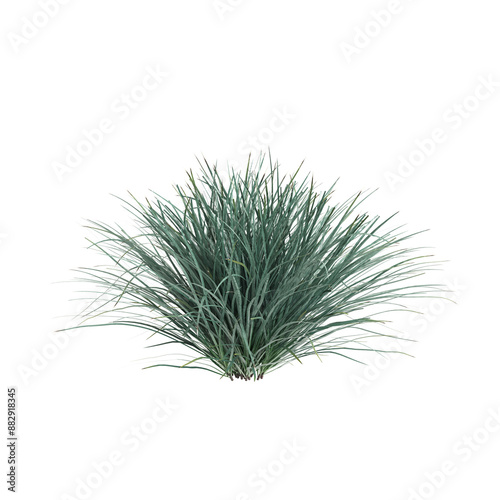 3d illustration of Lomandra filiformis bush isolated on transparent background photo