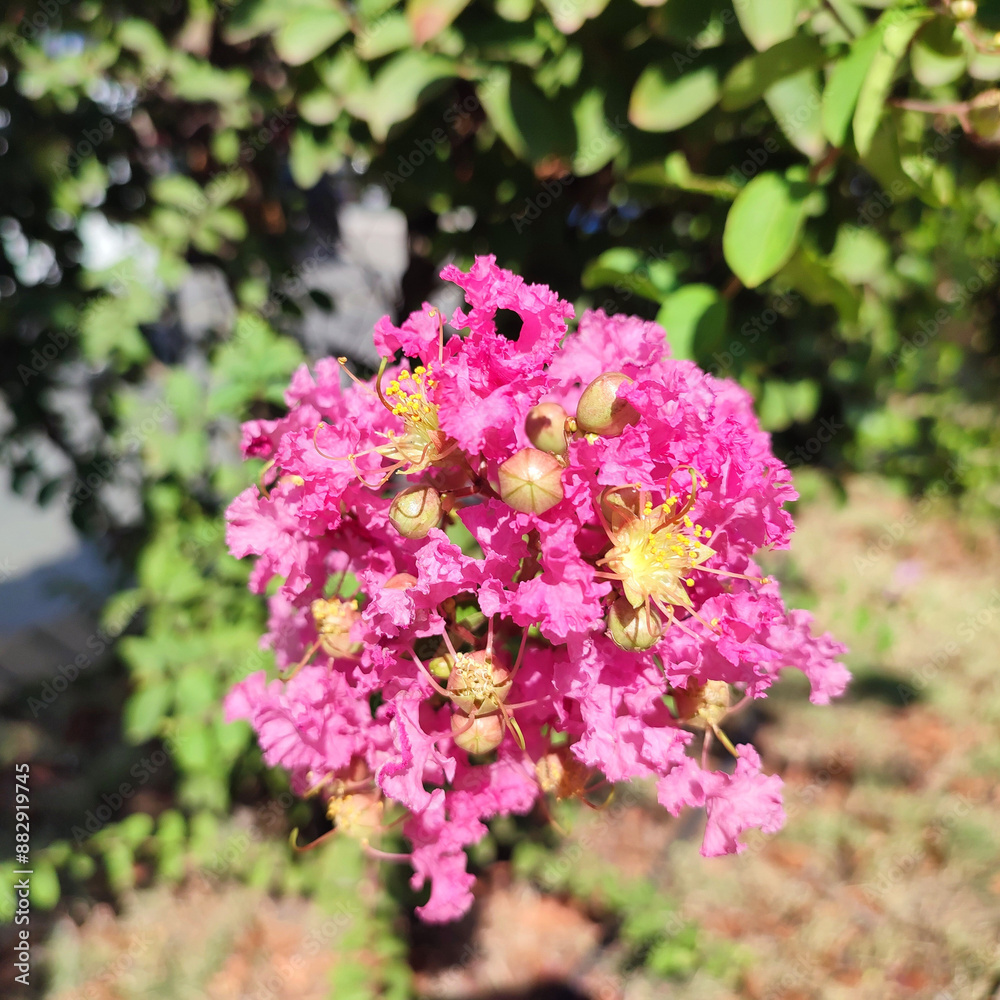 Crepe myrtle: a species of Crape myrtles, its botanical name is Lagerstroemia indica. Crepe myrtle: a species of Crape myrtles, its botanical name is Lagerstroemia indica.