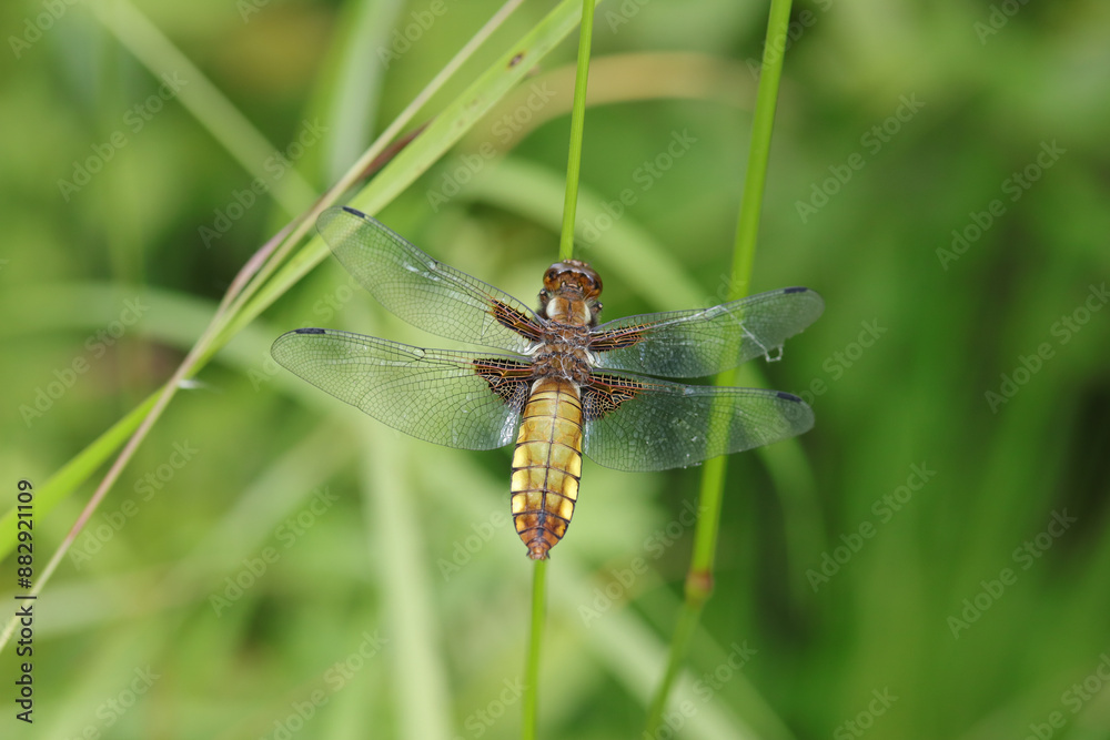 Libellule déprimée (Libellula depressa)
Libellula depressa on an unidentified flower or plant
Libellule déprimée (Libellula depressa)
Libellula depressa on an unidentified flower or plant