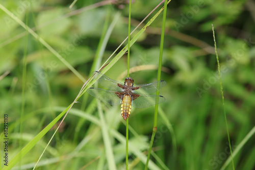 Libellule déprimée (Libellula depressa)
Libellula depressa on an unidentified flower or plant
 photo