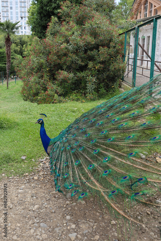 Obraz premium A beautiful peacock walks in the park.