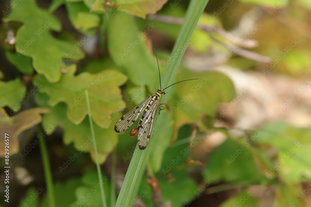 Mouche scorpion (Panorpa germanica)
Panorpa germanica in its natural element
Mouche scorpion (Panorpa germanica)
Panorpa germanica in its natural element