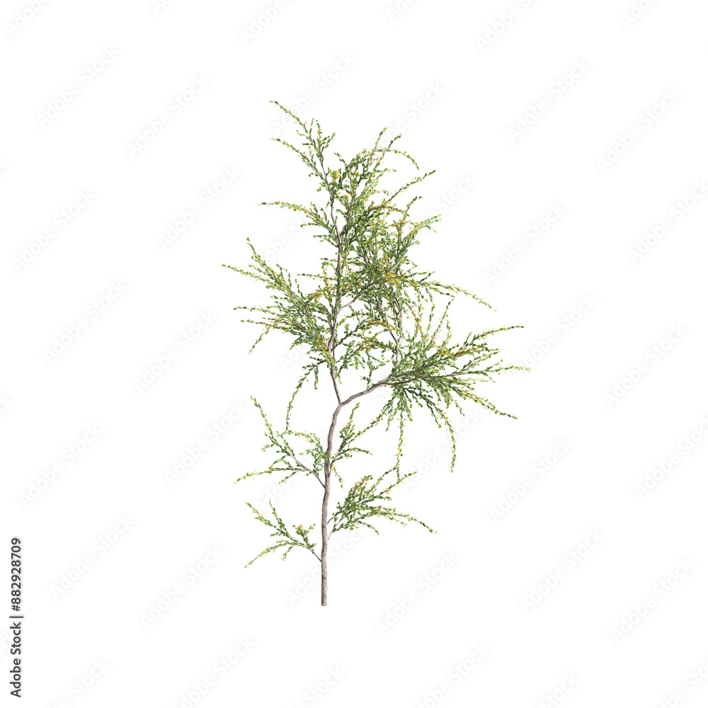 Obraz premium 3d illustration of Acacia paradoxa bush isolated on transparent background