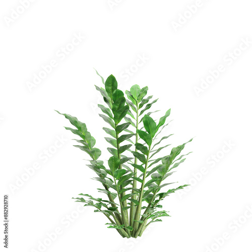 3d illustration of Zamioculcas zamifolia bush isolated on transparent background photo