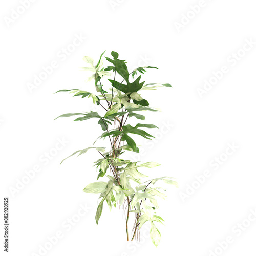 3d illustration of philodendron pedatum bush isolated on transparent background