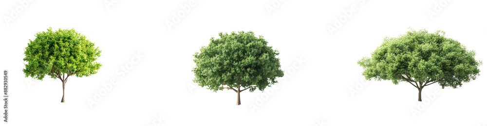 Set of Isolated green tree on white background with leaves and branches in natural environment Set of Isolated green tree on white background with leaves and branches in natural environment