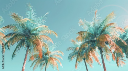 Palm Tree Fronds in Sunlight With a Blue Sky Background