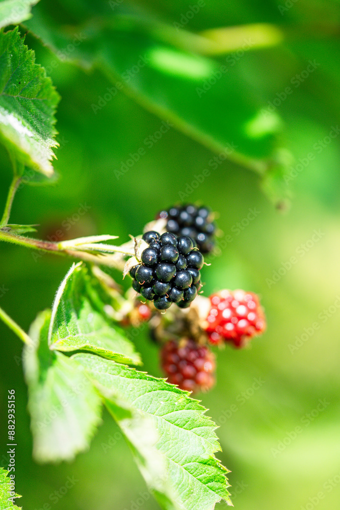 Reife Brombeeren neben unreifen Reife Brombeeren neben unreifen