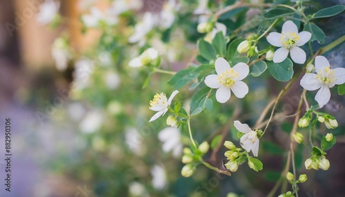 beautiful background with small white flowers