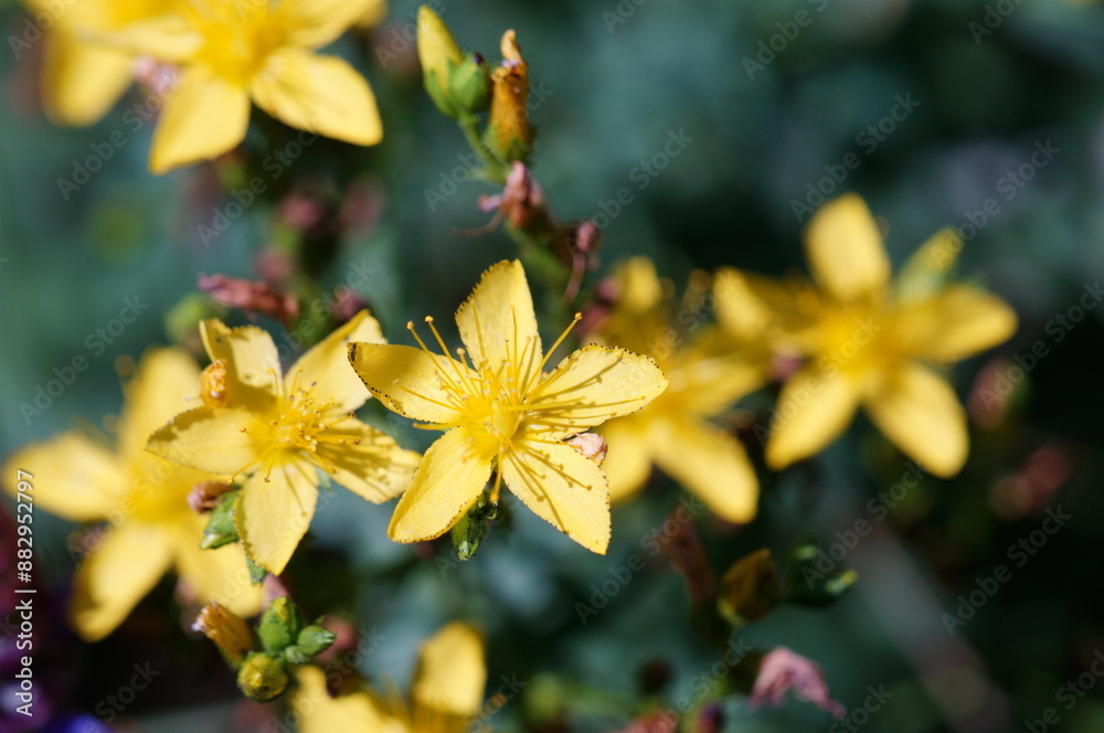 The blooming St. John's wort flower. Medicinal herbs. The blooming St. John's wort flower. Medicinal herbs.