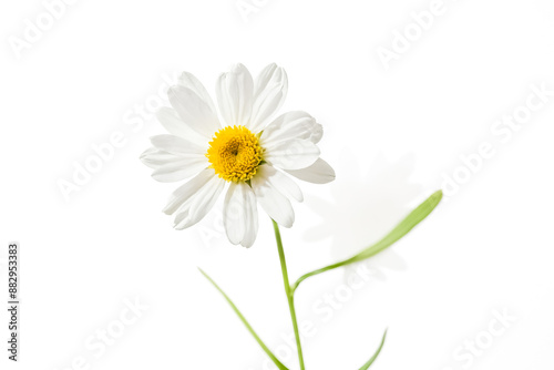 White Daisy Flower with Yellow Center on White Background © Rysak