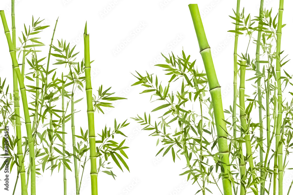 Fototapeta premium Lush Green Bamboo Shoots Isolated on White Background