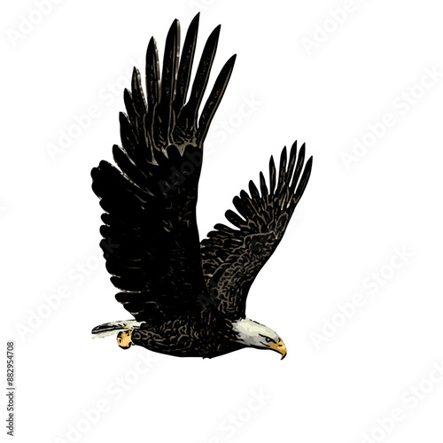 Bald eagle vector ilustration design 